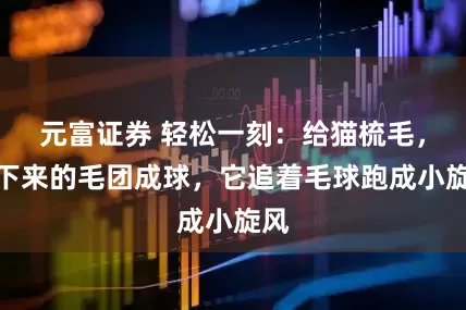 元富证券 轻松一刻：给猫梳毛，梳下来的毛团成球，它追着毛球跑成小旋风